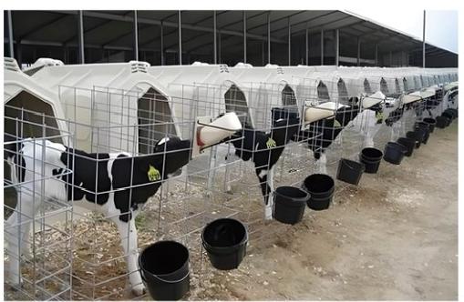 Calf Pens: Designing Opti